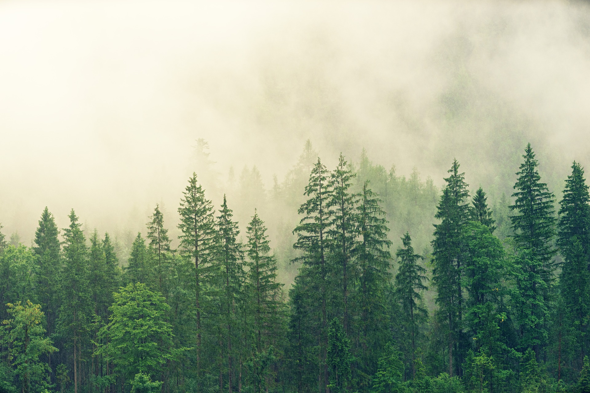 evergreen-content